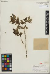 Foto von Salix paraplesia C. K. Schneid.